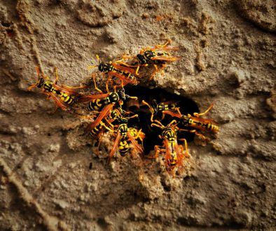 bees