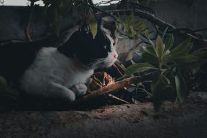 cat