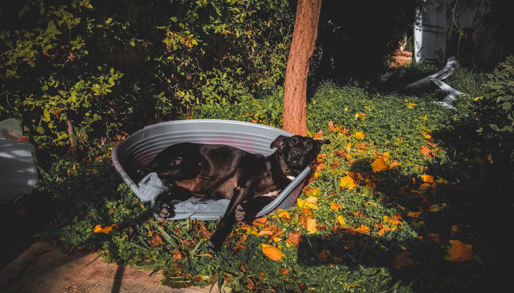 dog2