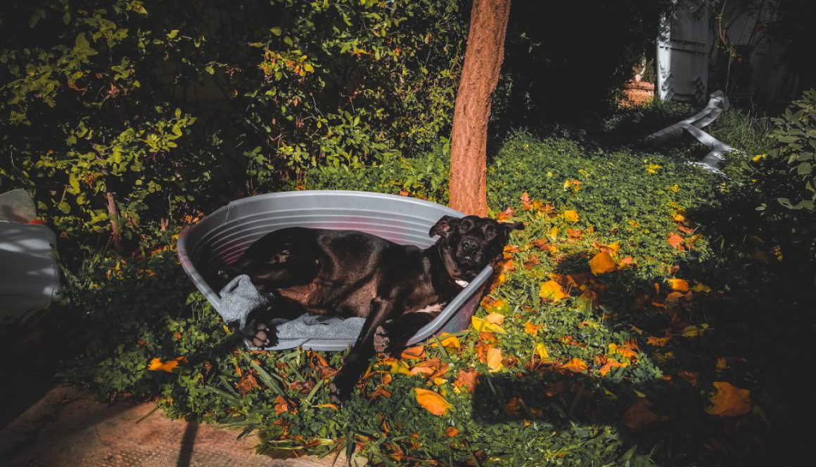 dog2