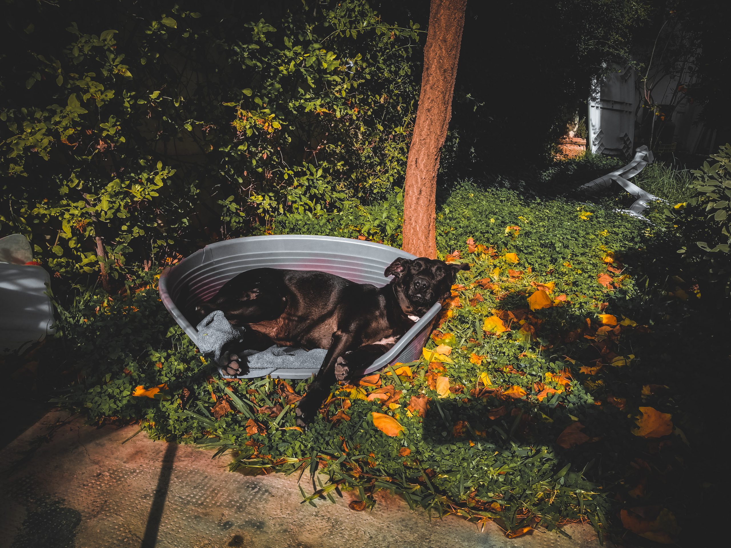 dog2