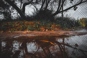nature3