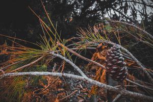 pine1